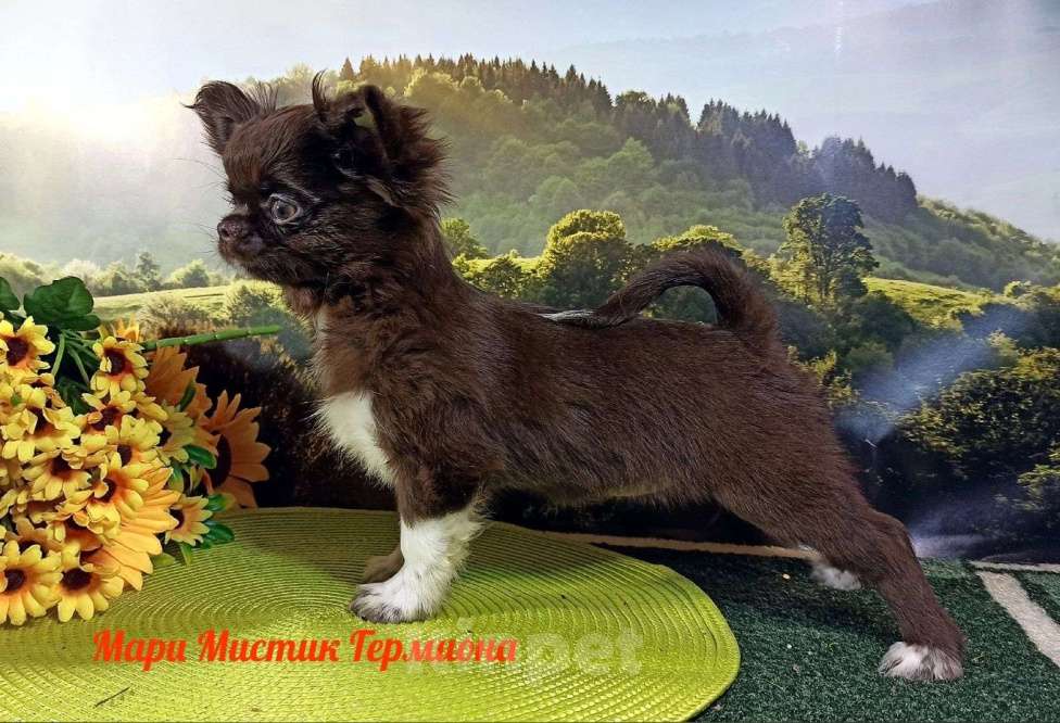 Собаки в Санкт-Петербурге: щенок чихуахуа Девочка, 120 000 руб. - фото 1