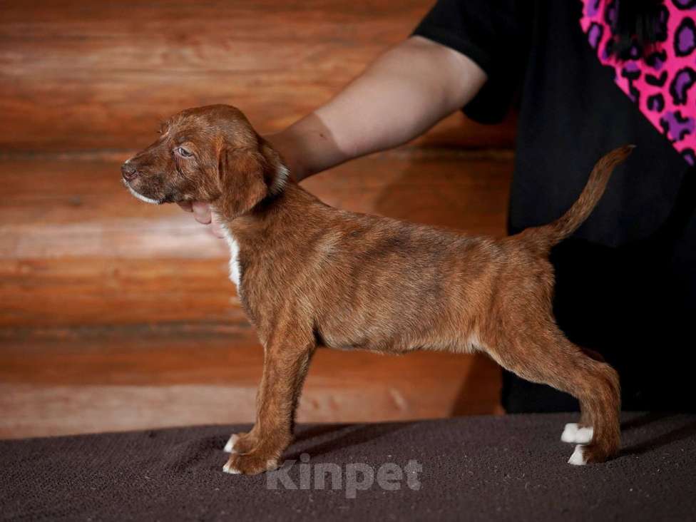 Собаки в Александрове: Мальчик Ксолоитцкуинтли в шерсти  Мальчик, 5 000 руб. - фото 2