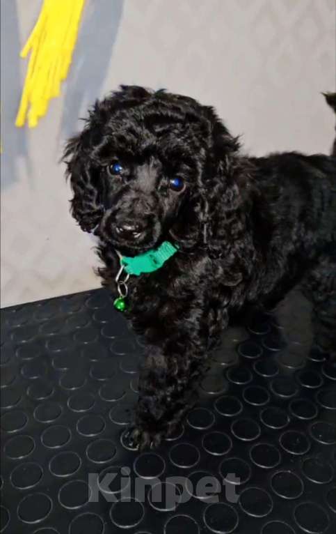 Собаки в других городах Самарской области: Малый (средний) пудель.  Мальчик, 70 000 руб. - фото 2