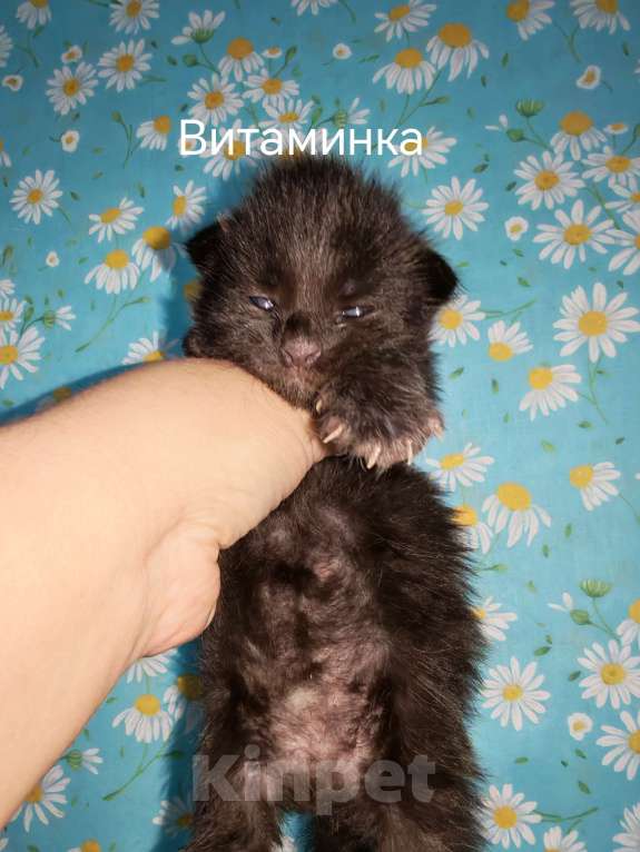 Кошки в Перми: Котята мейн-кун Девочка, 45 000 руб. - фото 1