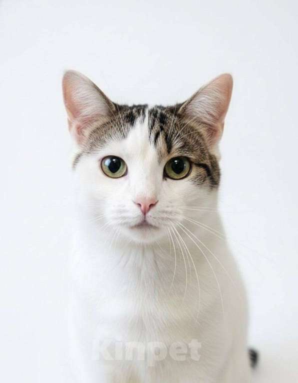 Кошки в Москве: Леон в добрые руки. Мальчик, Бесплатно - фото 2