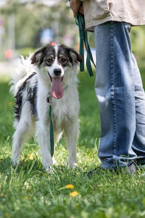 Собаки в Москве: Знакомьтесь – наш замечательный пёс Левушка, который мечтает о любящей семье! Мальчик, Бесплатно - фото 3
