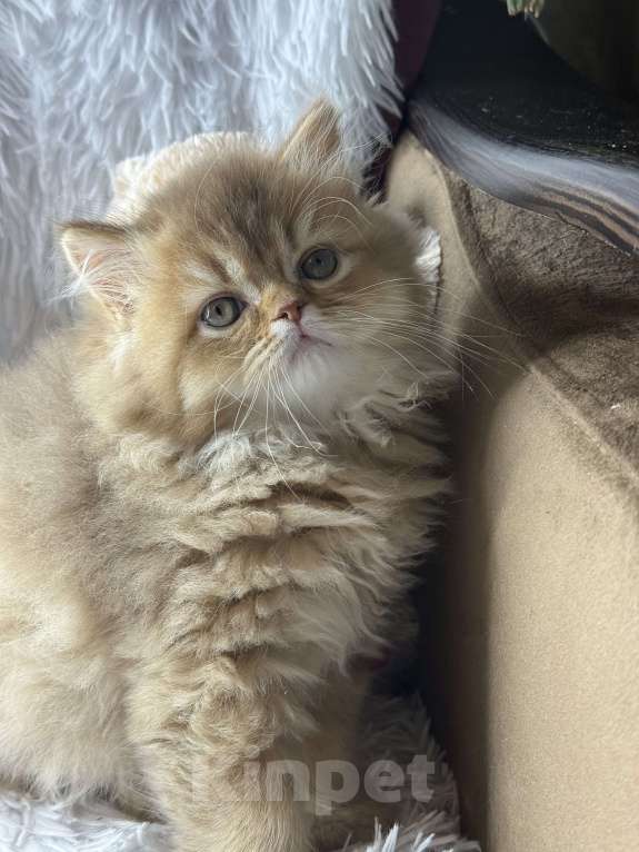 Кошки в Люберцах: Шотландские котята Девочка, Бесплатно - фото 6