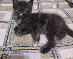Кошки в Астрахани: Котёнок в добрые руки Девочка, Бесплатно - фото 2