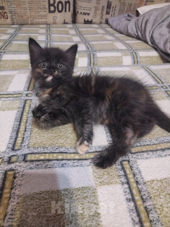 Кошки в Астрахани: Котёнок в добрые руки Девочка, Бесплатно - фото 2