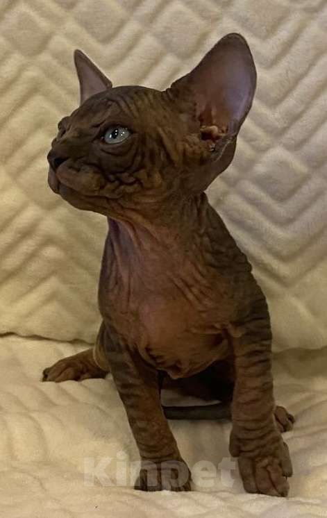 Кошки в Москве: Топовый котёнок канадского сфинкса  Мальчик, 50 000 руб. - фото 5