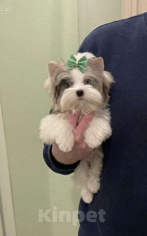 Собаки в Москве: Мраморный йорк с двумя голубыми глазами мальчик Мальчик, 130 000 руб. - фото 9