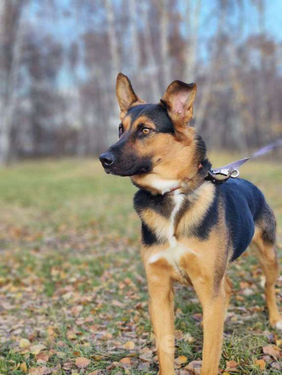 Собаки в Москве: Яго  Мальчик, Бесплатно - фото 6