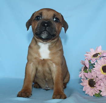 Щенки стаффордширский бультерьер