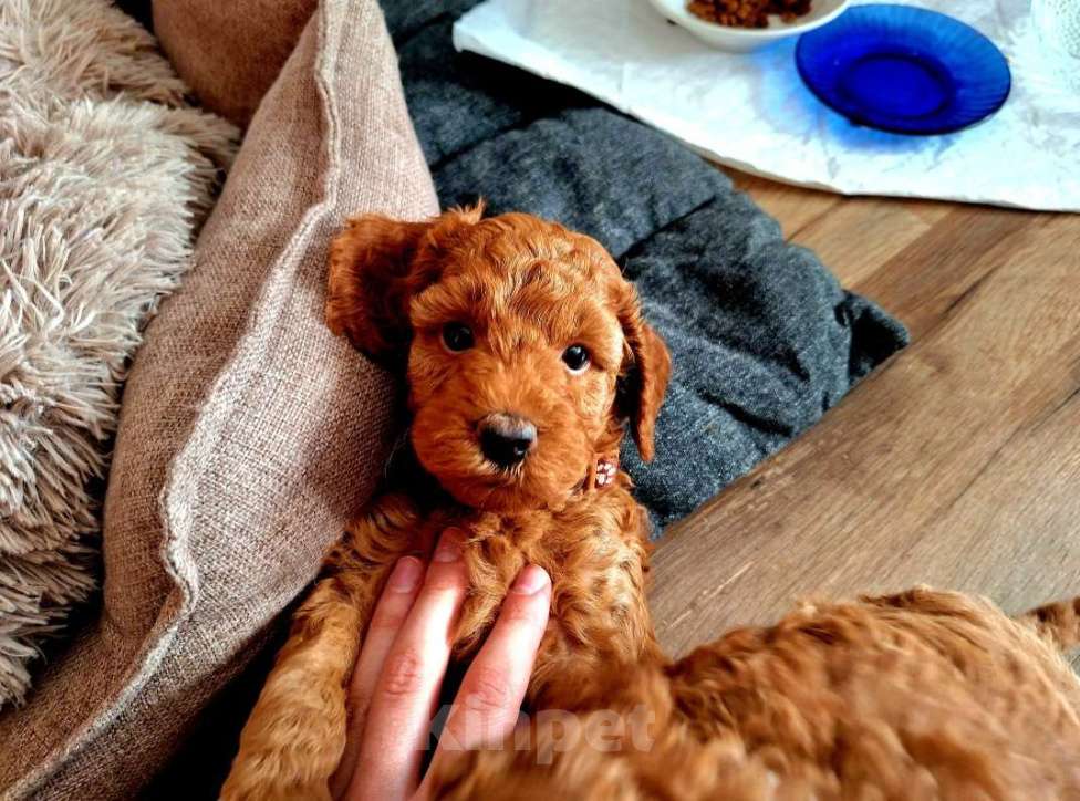 Собаки в Тюмени: Карликовый пудель  Мальчик, 55 руб. - фото 2