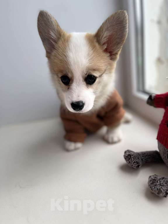 Собаки в Дзержинске: Щенок корги  Девочка, 35 000 руб. - фото 9