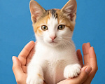 Кошки в Санкт-Петербурге: Очень нужен дом!! Котята 3 мес. Разнополые, Бесплатно - фото 1