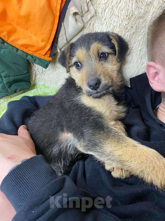 Собаки в Москве: Маленькой Юсте очень нужен дом  Девочка, Бесплатно - фото 2