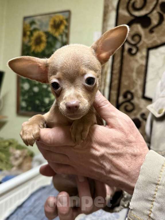 Собаки в Жуковском: Очаровательный мини мальчик тоя Мальчик, 45 000 руб. - фото 4