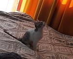 Кошки в Петрозаводске: Отдам кота по кличке Симон Мальчик, Бесплатно - фото 2