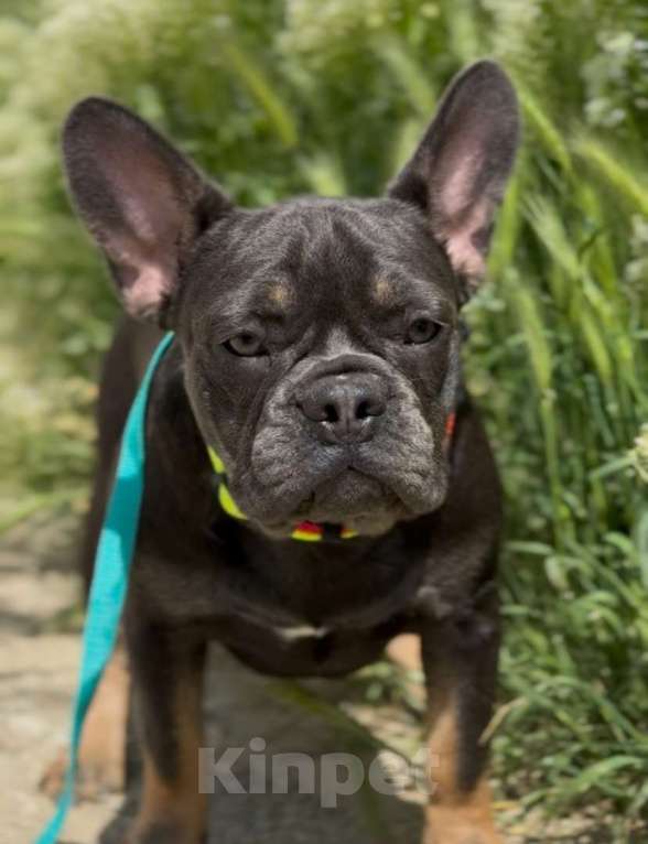Собаки в Москве: щенки французского бульдога  девочка  Девочка, 55 000 руб. - фото 2
