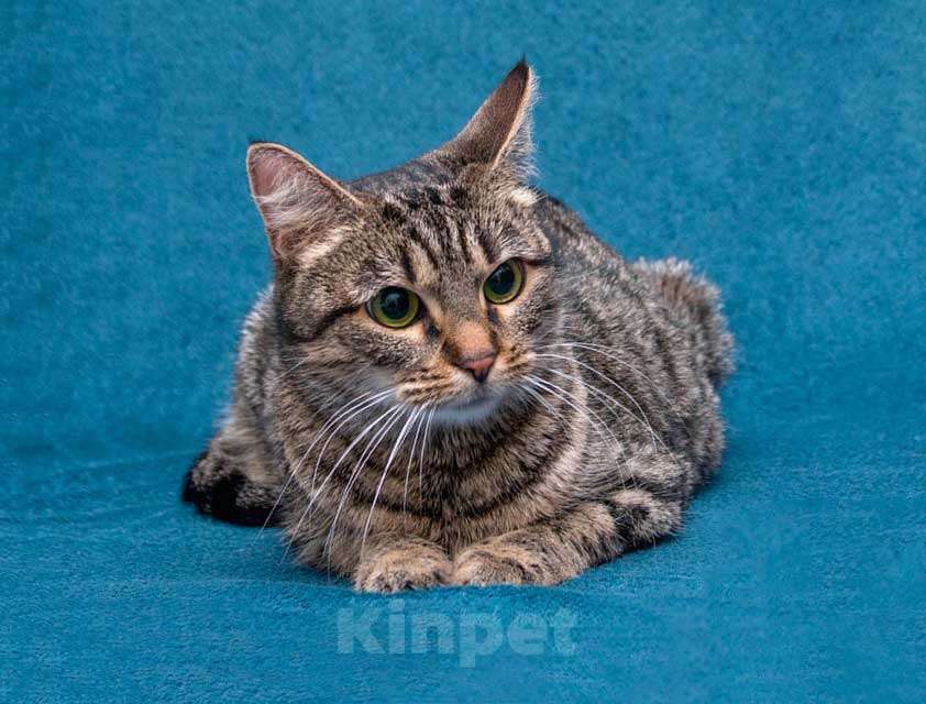 Кошки в Москве: Малышка Муся ищет дом и любящее сердце Девочка, Бесплатно - фото 4