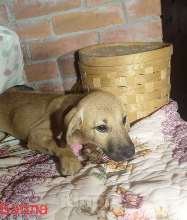 Собаки в Москве: Щенки, спасённые из ада ищут дом Девочка, 1 руб. - фото 2