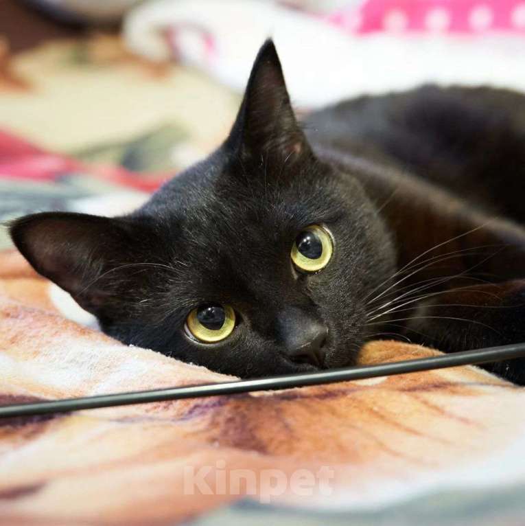 Кошки в Москве: Маратика выкинули хозяева Мальчик, Бесплатно - фото 2