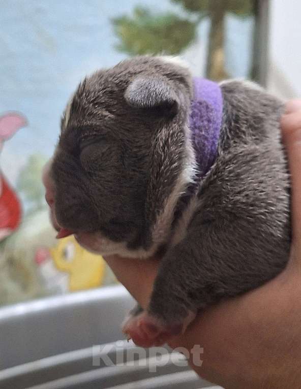 Собаки в Новосибирске: Американский булли. Девочка, 80 000 руб. - фото 1