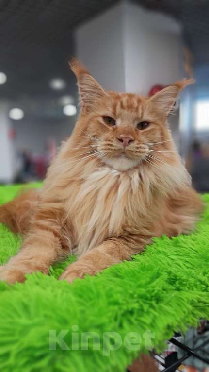 Кошки в Москве: Мейн-кун кот Мальчик, 90 000 руб. - фото 2