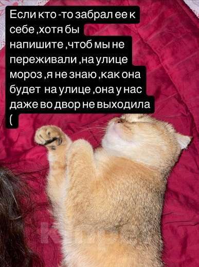 Кошки в Махачкале: потерялась кошка Девочка, 1 000 руб. - фото 6
