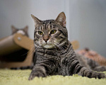 Кошки в Москве: котик Пьер Кюри в добрые руки Мальчик, Бесплатно - фото 10