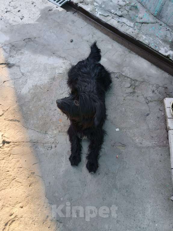 Собаки в Ростове-на-Дону: Нашёл собачку  Девочка, Бесплатно - фото 9