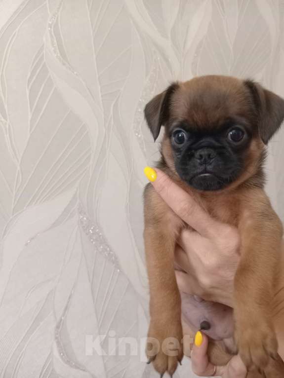 Собаки в Ставрополе: Брутальный красавчик Мальчик, 30 000 руб. - фото 4