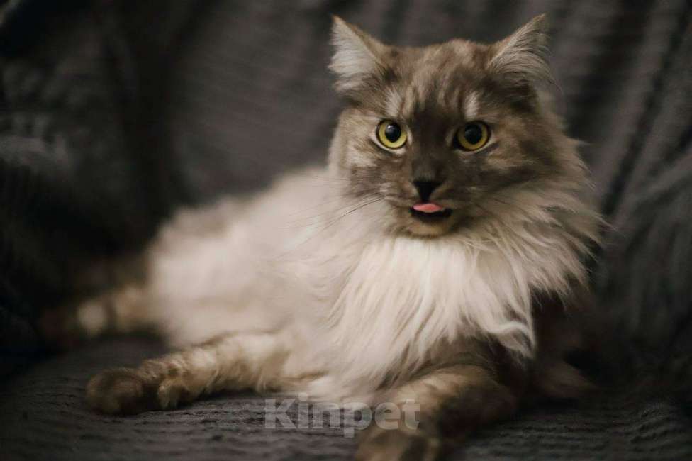 Кошки в Балашихе: Эш Мальчик, Бесплатно - фото 2