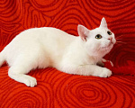Кошки в Колпашево: Котёнок девочка Девочка, Бесплатно - фото 10