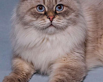Кошки в Санкт-Петербурге: Вязка Мальчик, 25 000 руб. - фото 1