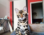 Кошки в Пензе: Бенгальская Кошка Девочка, 8 000 руб. - фото 2