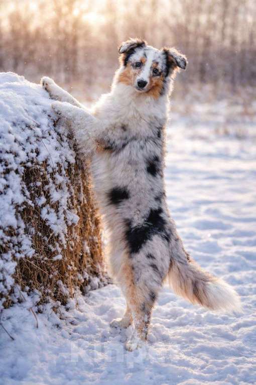 Собаки в Туле: Щенки австралийской овчарки Девочка, 40 000 руб. - фото 9