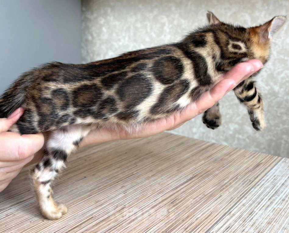 Кошки в Москве: Клубные бенгальские котята - девочка Девочка, 70 000 руб. - фото 1