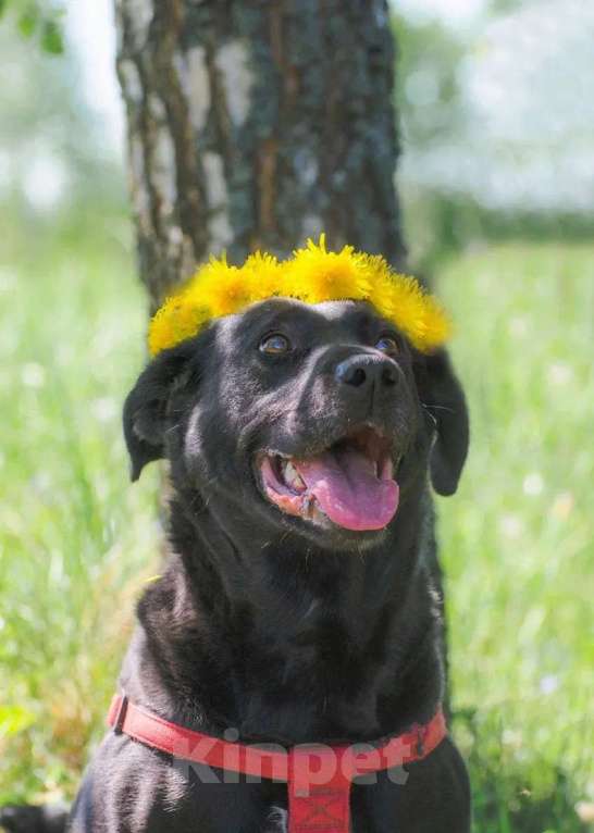 Собаки в Москве: Лабрадор Шанэль в добрые руки Девочка, 1 руб. - фото 3