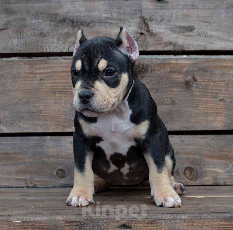 Собаки в Москве: Девочка Американский булли Девочка, Бесплатно - фото 3
