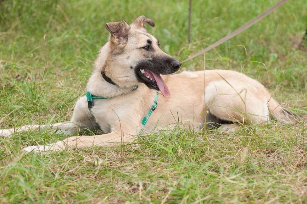 Собаки в Москве: Сестрёнка и брат ищут родителей Девочка, Бесплатно - фото 3