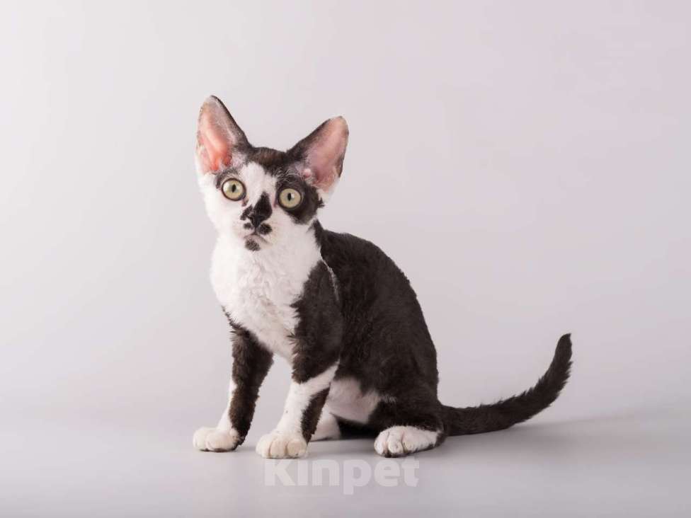 Кошки в Москве: Роскошный котенок девон-рекс  Мальчик, 37 000 руб. - фото 3