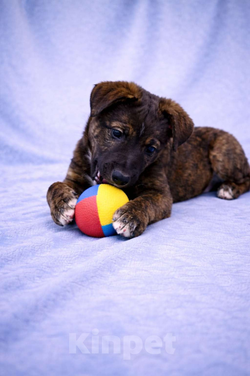 Собаки в Москве: Тиграш щенок мальчик в поисках дома Мальчик, Бесплатно - фото 4