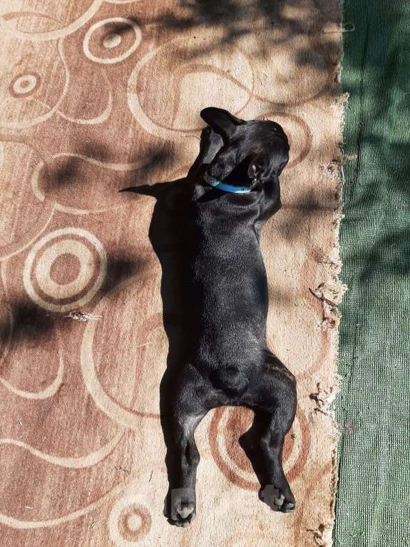 Собаки в Москве: Кнопка Девочка, 25 руб. - фото 2