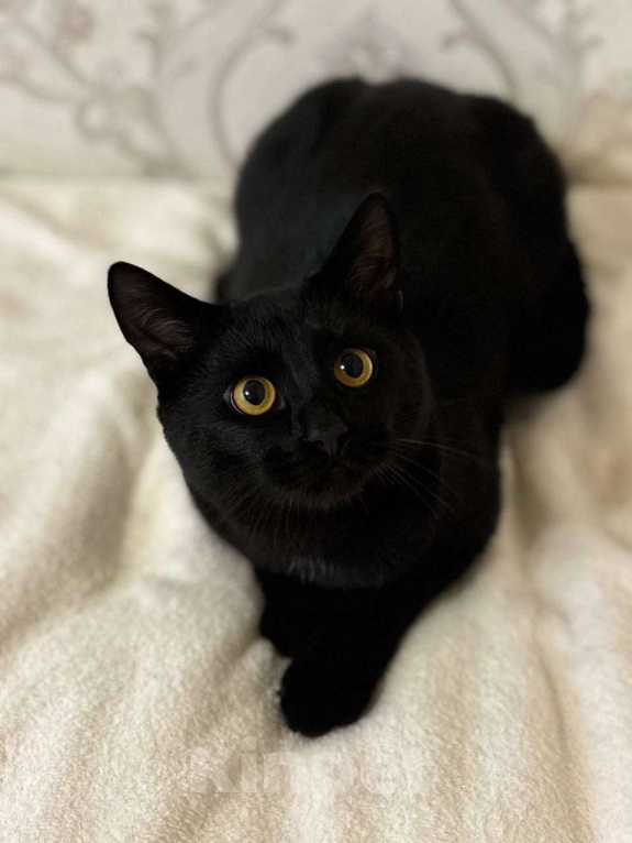 Кошки в Москве: Волшебный котик Кексик ищет семью. Мальчик, Бесплатно - фото 1