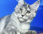 Кошки в других городах Ленинградской области: Мейн кун котенок Девочка, 50 000 руб. - фото 1