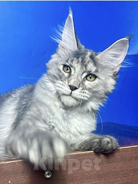 Кошки в других городах Ленинградской области: Мейн кун котенок Девочка, 50 000 руб. - фото 1