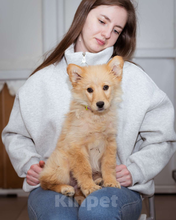 Собаки в Москве: Щенок-девочка в добрые руки! Девочка, Бесплатно - фото 1
