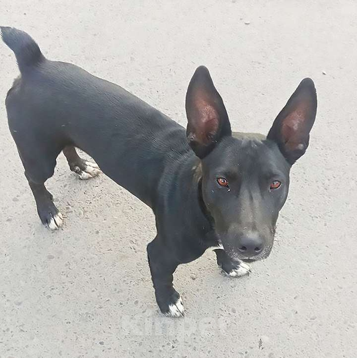 Собаки в Москве: Нежный брутал ГРОМ ищет семью Мальчик, 10 руб. - фото 10