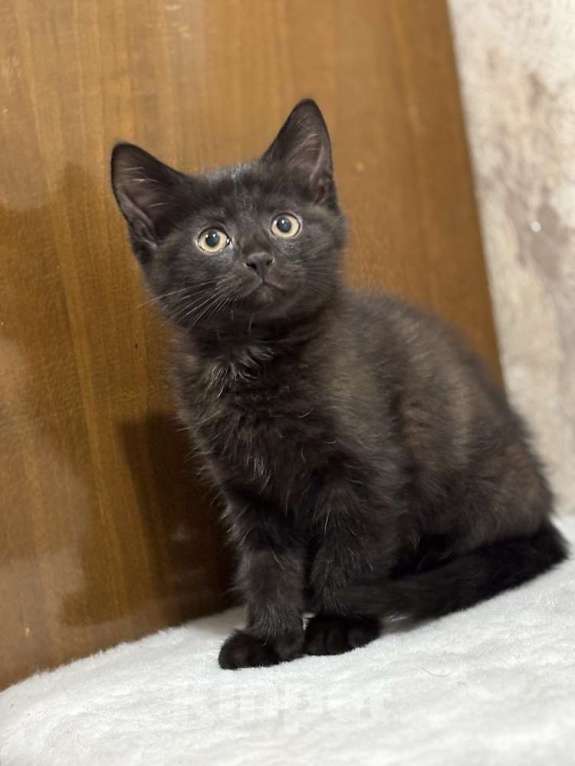 Кошки в Москве: Котята мальчики Юки и Проша в добрые руки! Мальчик, Бесплатно - фото 2