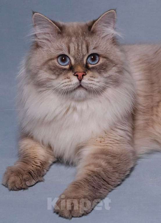 Кошки в Санкт-Петербурге: Вязка Мальчик, 25 000 руб. - фото 1