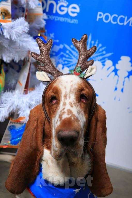 Собаки в Видном: Отдам в добрые руки Мальчик, Бесплатно - фото 4