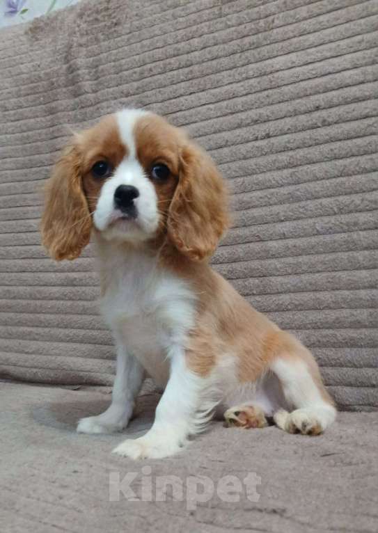 Собаки в Туле: Красотка Девочка, 60 000 руб. - фото 2